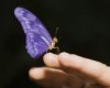 files_ideas_finger&butterfly[e8227745bd327039bcdda044c8b74f93].jpg